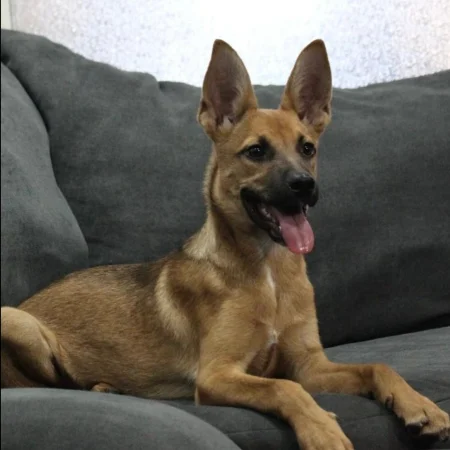 The smiling dog is lying on a sofa, available for adoption at dog shelters in San Diego.